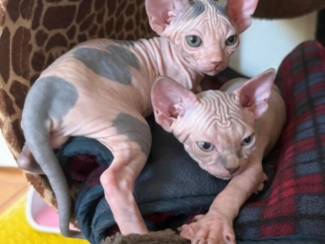 a37f76a8-b91f-46c1-a878-30551936bb29