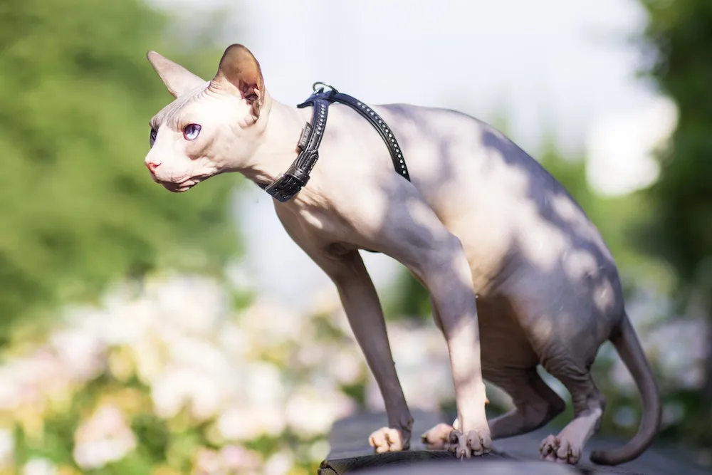 kanashi-sphynx