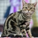 AmericanShorthair-a379c1f6515945b286ad321df678b14b-742436234