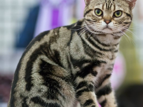 AmericanShorthair-a379c1f6515945b286ad321df678b14b-742436234