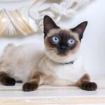Chocolate-point-Siamese-cat-with-gems-on-the-neck-274048787