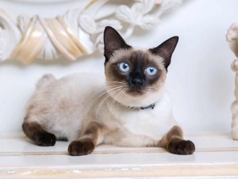 Chocolate-point-Siamese-cat-with-gems-on-the-neck-274048787