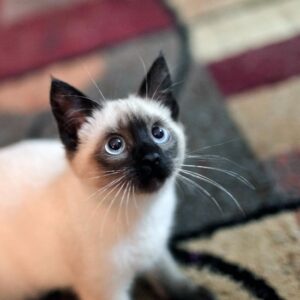 Louie