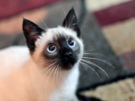 -Siamese-Cats-siamese-cats-35379647-550-704-2725531272