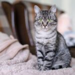 american_shorthair_l-3981741896