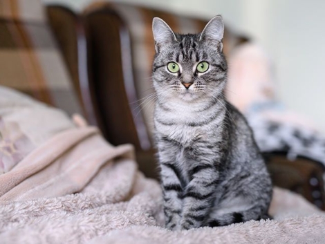 american_shorthair_l-3981741896