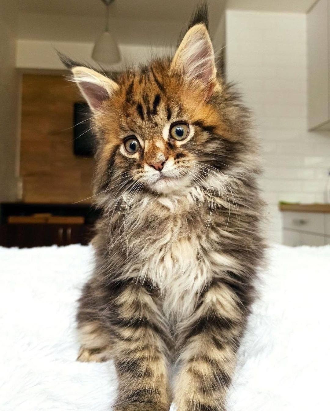 Bowie