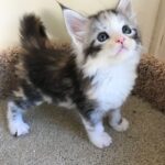 maine-coon-kittens-cutest-03-1882918112