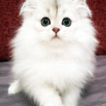 persian-552570-185285819