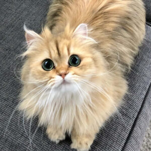 Nova
