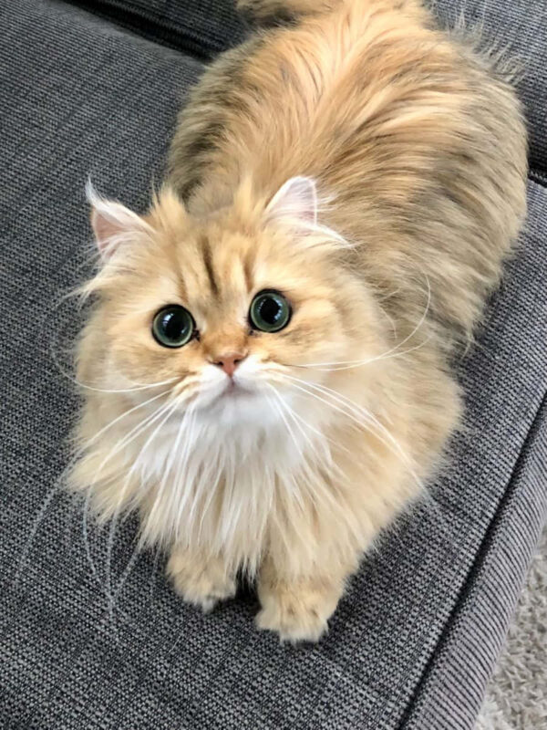 Nova